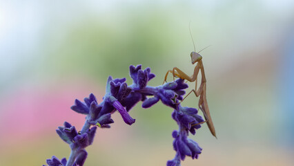 Shallow depth of field captures a brown Praying Mantis. Mantis in the garden sitting on a purple...