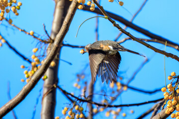 センダンの木の実を食べる可愛いヒヨドリ（ヒヨドリ科）。
美しい新年の袖ヶ浦海岸の海。

日本国神奈川県中郡二宮町、吾妻山公園にて。
2022年1月1日撮影。
