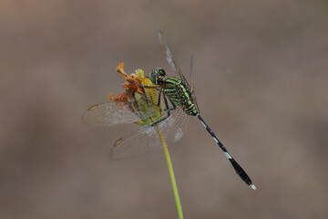 Green Dragonfly sitting on on a bud with blurred background. Natural background, animal closeup, side view