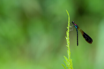 A beautiful and colorful damselfly Heliocypha fenestrata perches on a green leaf, natural bokeh background