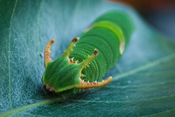 Image of Caterpillar of common nawab butterfly (Polyura athamas) or Dragon-Headed Caterpillar on nature background. Insect. Close up, Macro Photography
