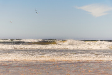 Seagulls flying over ocean waves crashing onto a sandy beach.