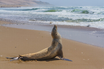 A seal stretches and raises its head while basking on a sandy beach. - 792195405