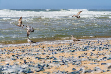 Seagulls on a sandy beach as waves crash ashore, with blue jellyfish scattered across the shoreline. - 792195420