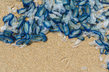 Mass of blue jellyfish washed ashore on golden sand. - 792195493