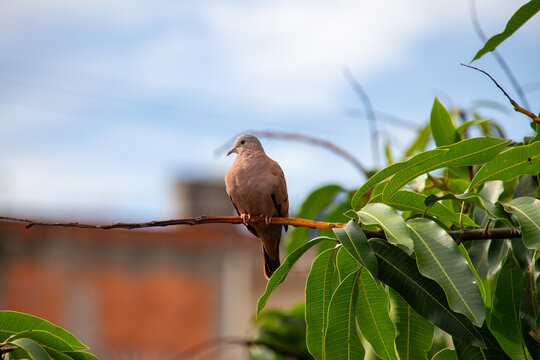 Aves columbina ou pomba rolinha. Brasil	