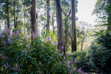 morning in the forest