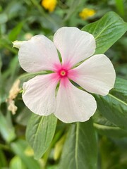 Flor de CDMX