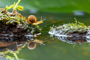 small snail look up sky with reflection, nature background, green background