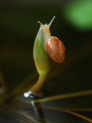little snail on a flower bud, nature background, green background
