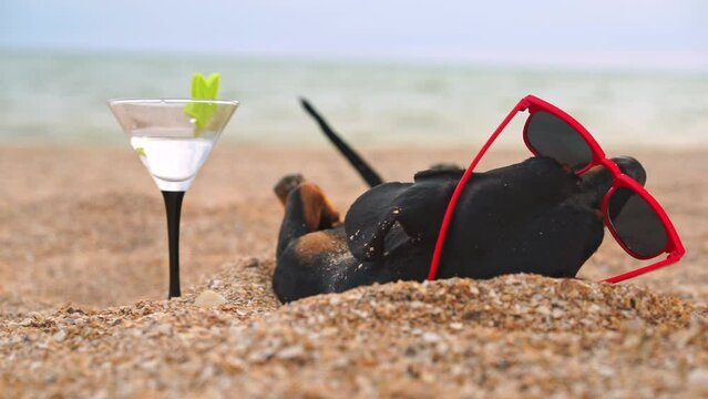 Dachshund wearing sunglasses with cocktail lies on sandy beach by sea enjoying sound of waves during summer holiday. Dog on holiday abroad