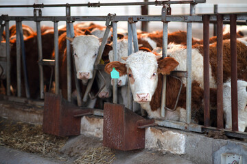 A beef cow being farmed in a barn