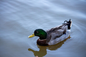 Pato no lago