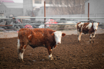 Cattle raised in cattle pens