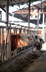 Cattle on a large-scale cattle farm are in their stalls
