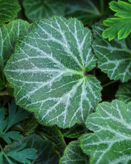 Creeping Saxifrage (Saxifraga stolonifera) It is commonly known by the names Creeping Saxifrage, Strawberry Saxifrage, and Strawberry Begonia, amongst others.
