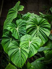 Philodendron Gloriosum growing wild in the rain forest. Green velvet, white vein, heart shape, rainforest foliage, huge leaf. Suitable for indoor plant.
