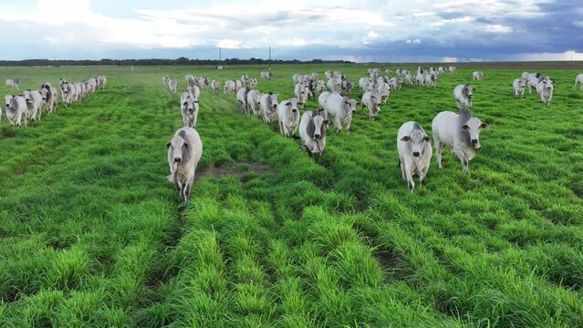 Vídeo câmera lenta ou slowmotion aérea com drone de bovinos correndo no pasto em Mato Grosso