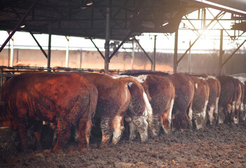 Side by side cattle feed in the pen