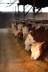 Cattle are eating feed in the stall on a cattle farm