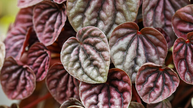 Peperomia Caperata, Purple Lady Iresine, Ruby Ripple, the emerald ripple peperomia is a mound-forming evergreen perennial growing to 20 cm (8 in) tall and wide, with corrugated heart-shaped leaves
