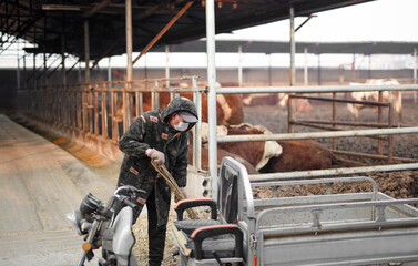 Cattle farm workers at work