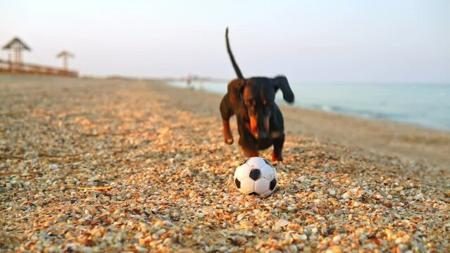 Dachshund runs along sandy beach and grabs ball in teeth. Animal playing with small football while actively gnawing teeth on beach near water