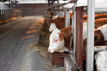 Cattle in a cattle farm