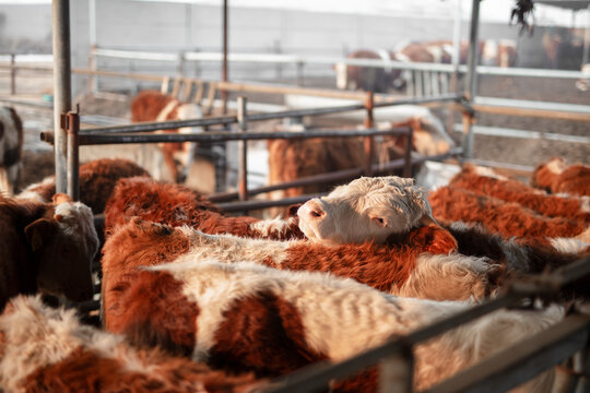 Cattle in a cattle farm