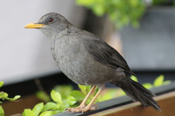 Un pajarito curioso que se acerca lentamente