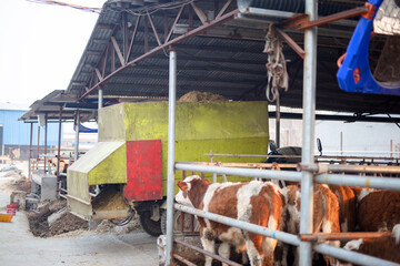 Cattle workers drive tricycles to feed the cattle