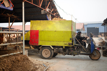 Cattle workers drive tricycles to feed the cattle