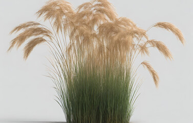 Calamagrostis Canadensis Grass On Transparent Background