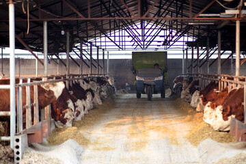 Cattle workers drive tricycles to feed the cattle