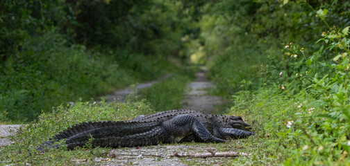 alligator in the grass