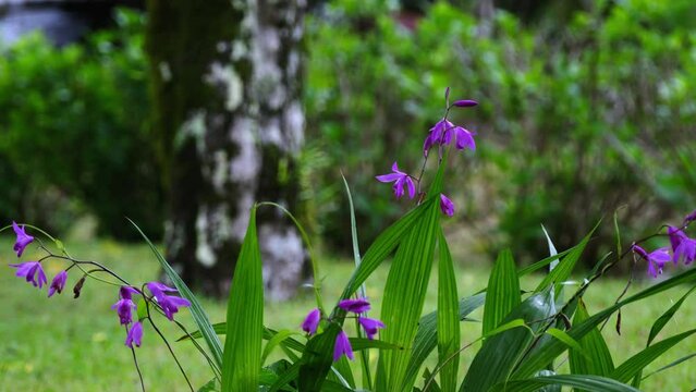春に開花するシランの花