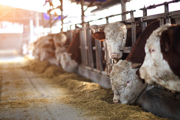 Cattle on a modern cattle farm