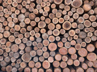 大量に積まれた木材の断面