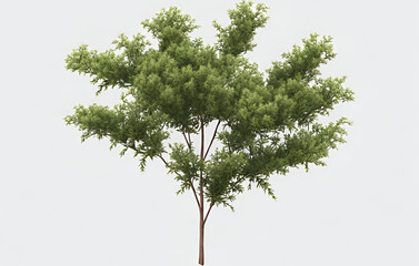 3d illustration of street tree isolated on white background

