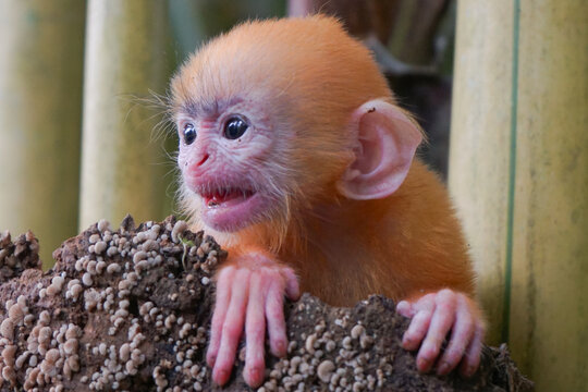 close up of Juvenile Silvery Lutung aka Trachypithecus Cristatus with beautiful silver hair and yellow bamboo in the background