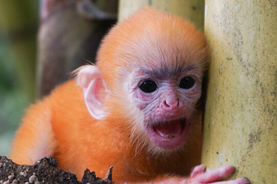 close up of Juvenile Silvery Lutung aka Trachypithecus Cristatus with beautiful silver hair and yellow bamboo in the background
