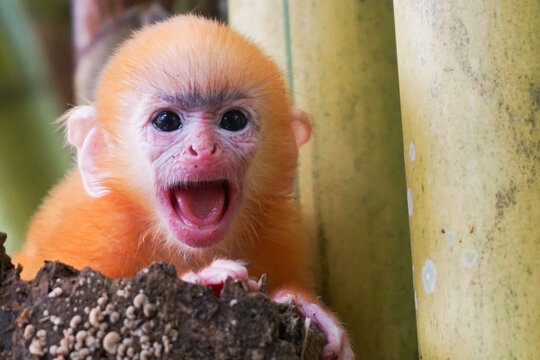 close up of Juvenile Silvery Lutung aka Trachypithecus Cristatus with beautiful silver hair and yellow bamboo in the background - Powered by Adobe