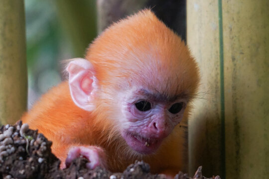 close up of Juvenile Silvery Lutung aka Trachypithecus Cristatus with beautiful silver hair and yellow bamboo in the background