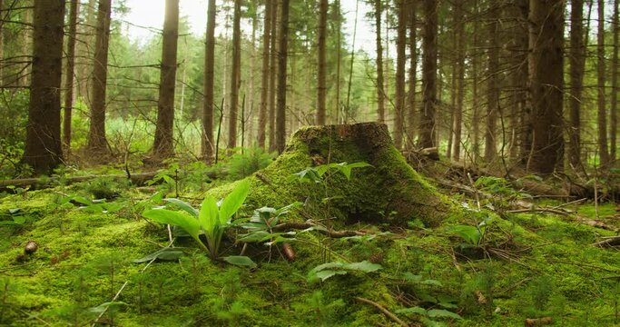 A tree stump covered in moss stands in the middle of a dense forest in Arbor Day.