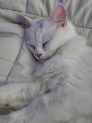 Sleeping fluffy white cat