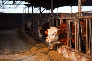 Cattle eat fodder on a modern cattle farm