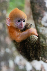 view of Juvenile Silvery Lutung aka Trachypithecus Cristatus with beautiful silver hair on the hollow of tree