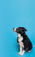 Black dog is looking up, sitting on a blue studio background. Learning, training, obedience concept.