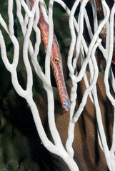 A red trumpet fish hidden in a white sponge