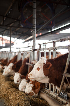 The cattle in the farm are eating grass
